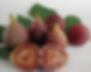 Brown Turkey Fig Fruit