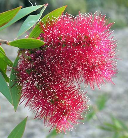 Native Trees | Perth Trees Direct
