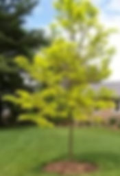 Gleditsia triacanthos - Lime Gold Tree