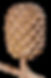 Swamp She-oak Casuarina obesa seed