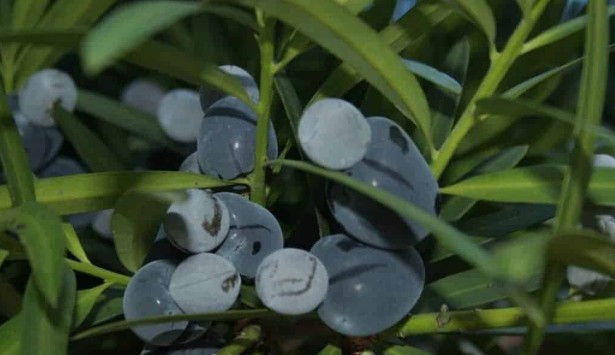 Thumbnail: Podocarpus elatus Fruit