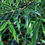 Thumbnail: Podocarpus elatus Foliage