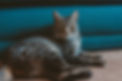Cats-23.jpg