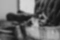 Dogs-48.jpg