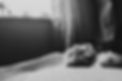 Dogs-73.jpg