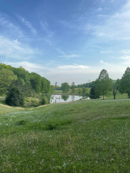 lake view.jpg
