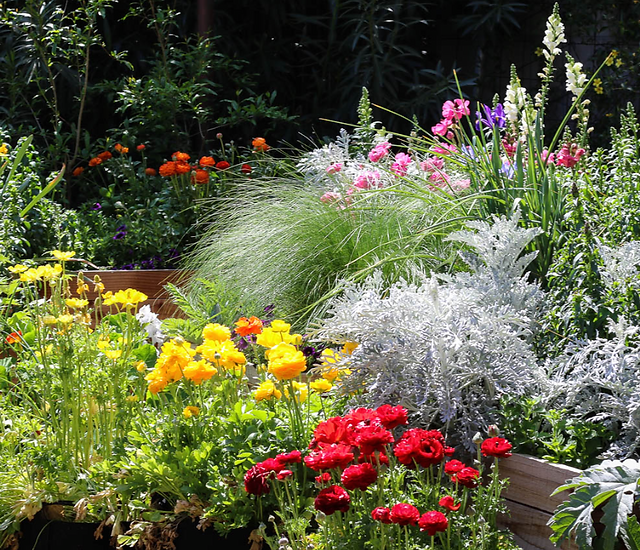 Grow Your Own Food | Phoenix | Greenie's Garden