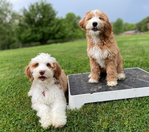 The Puppy Lifeline (Remote Support) - Pet Training Services