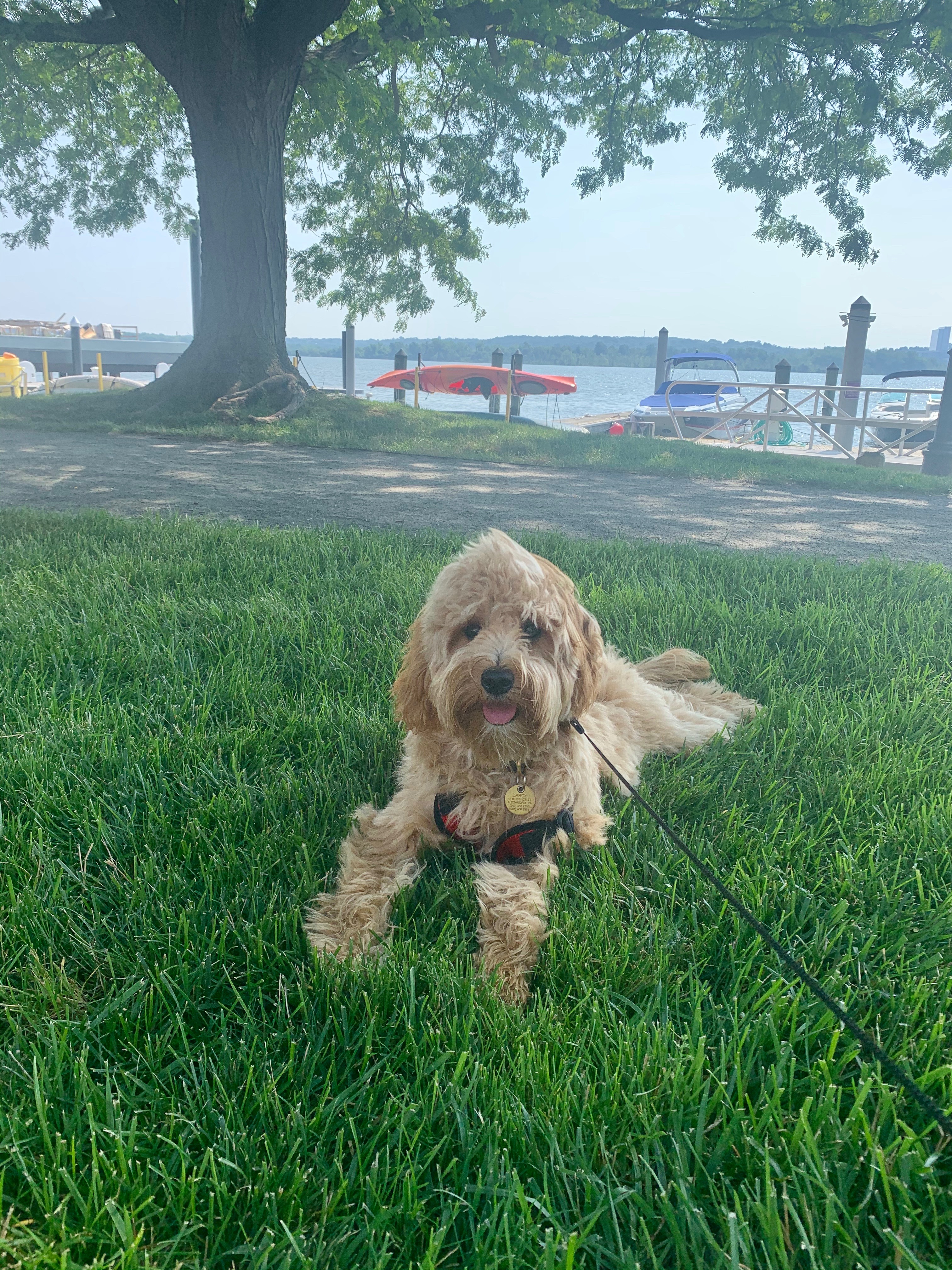 Ten-Week Board & Train - Pet Training Services