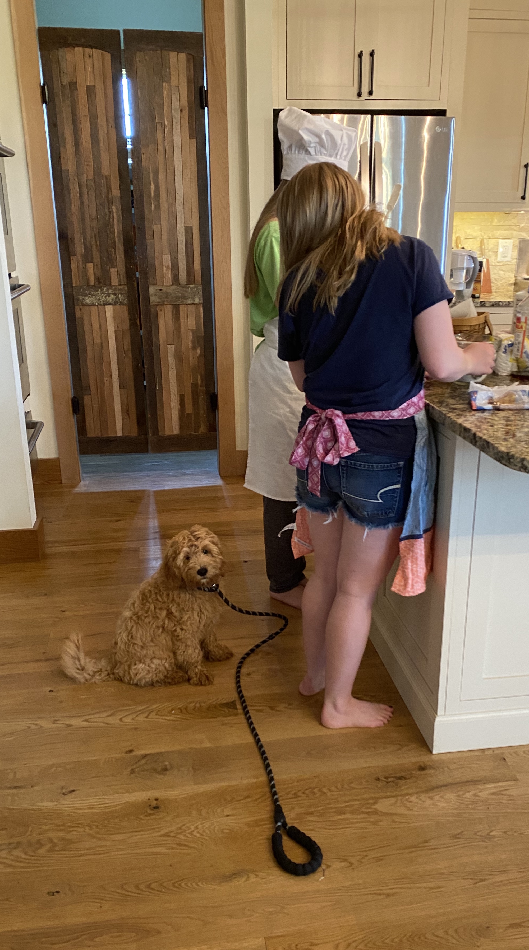 Eight-Week Board & Train - Pet Training Services
