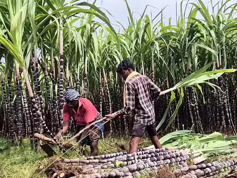 गन्ना किसानों को मिलेगा बेहतर दाम, cm विष्णु देव साय ने बढ़ाई खरीद दर...