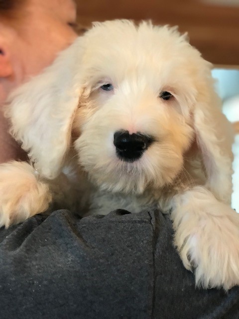 Four-Week Board & Train - Pet Training Services