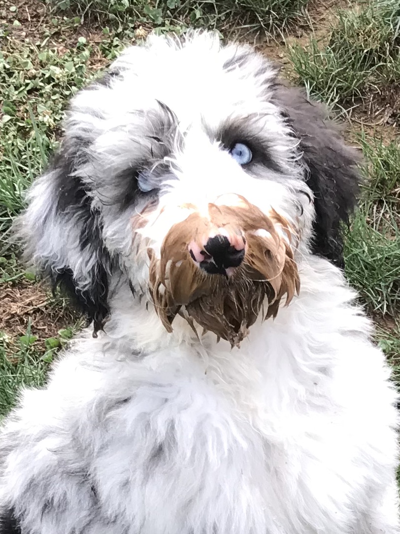 Six-Week Board & Train - Pet Training Services