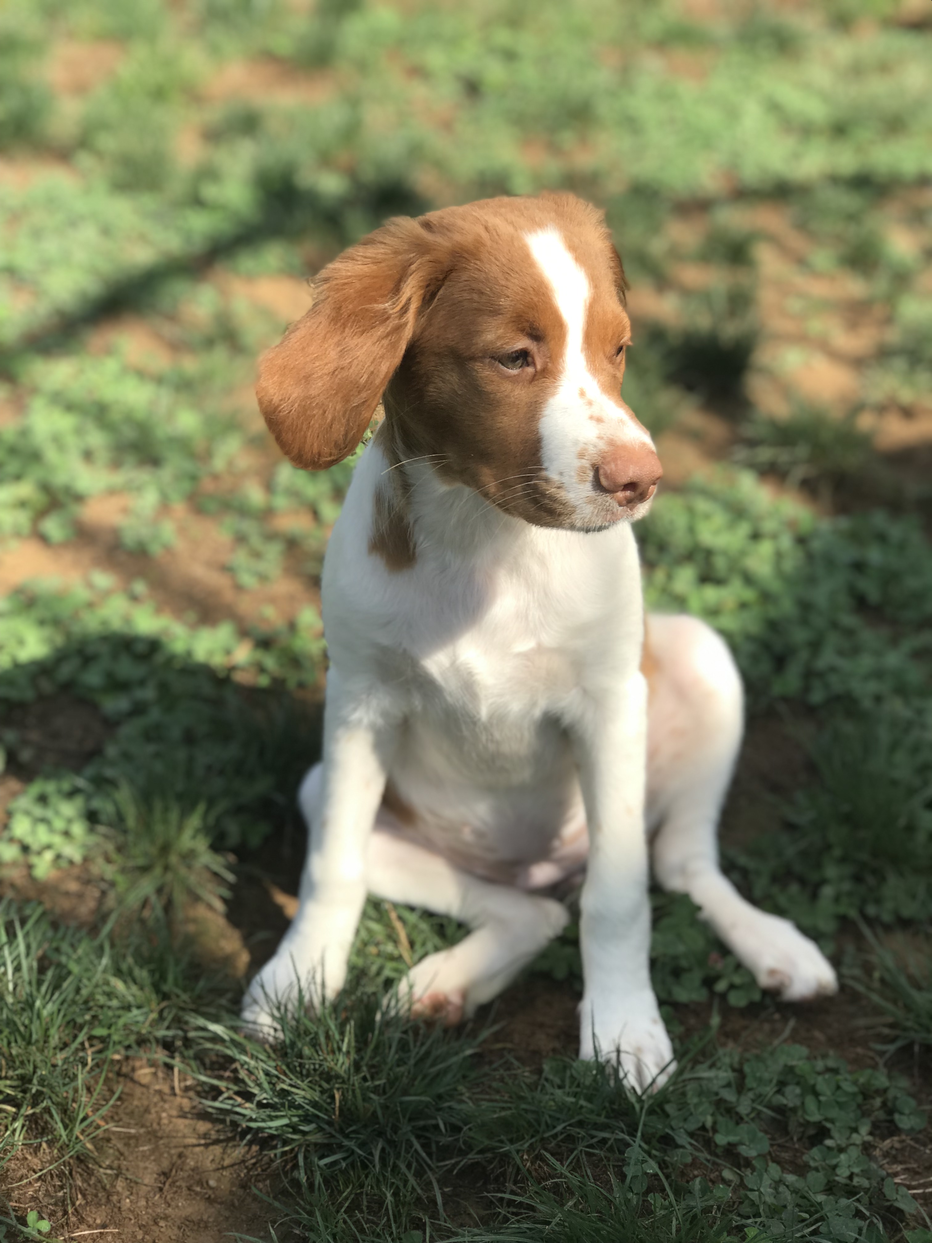Two-Week Board & Train - Pet Training Services
