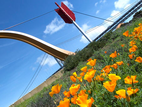 California Photo Adventure: The 2024 Super Bloom