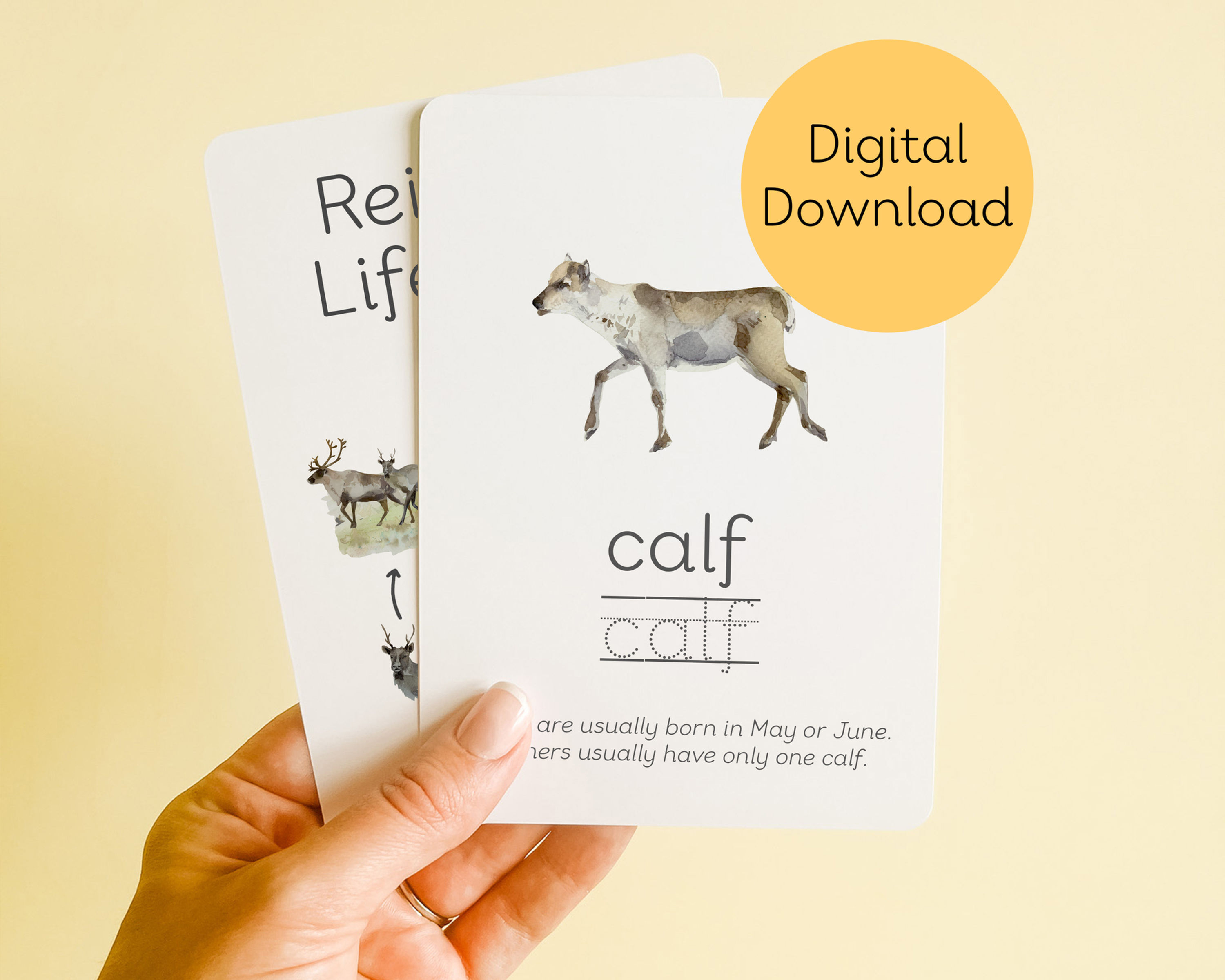 Reindeer Life Cycle Flashcards - Digital Download