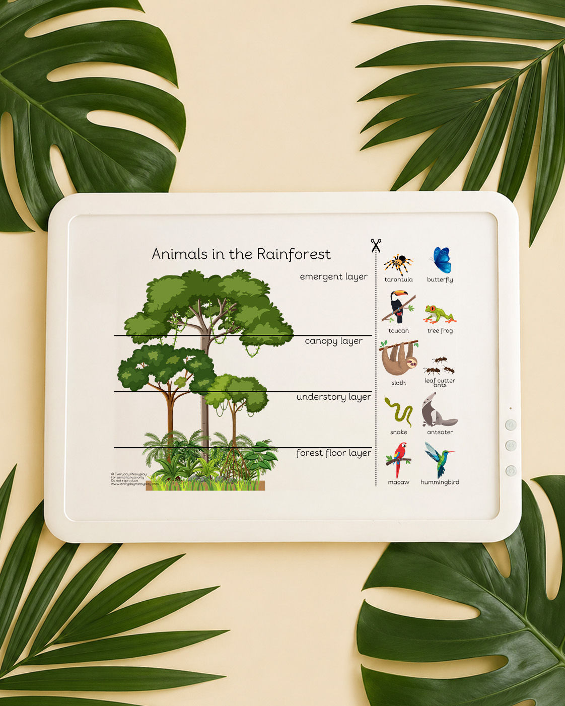 Animals in the Rainforest Lightbox Sheet