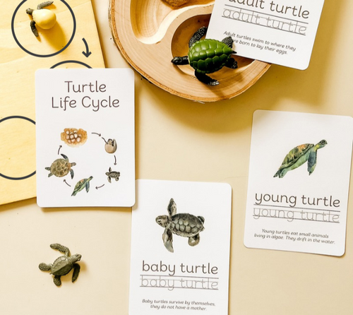 Turtle Life Cycle Flashcards | Everyday Messyplay