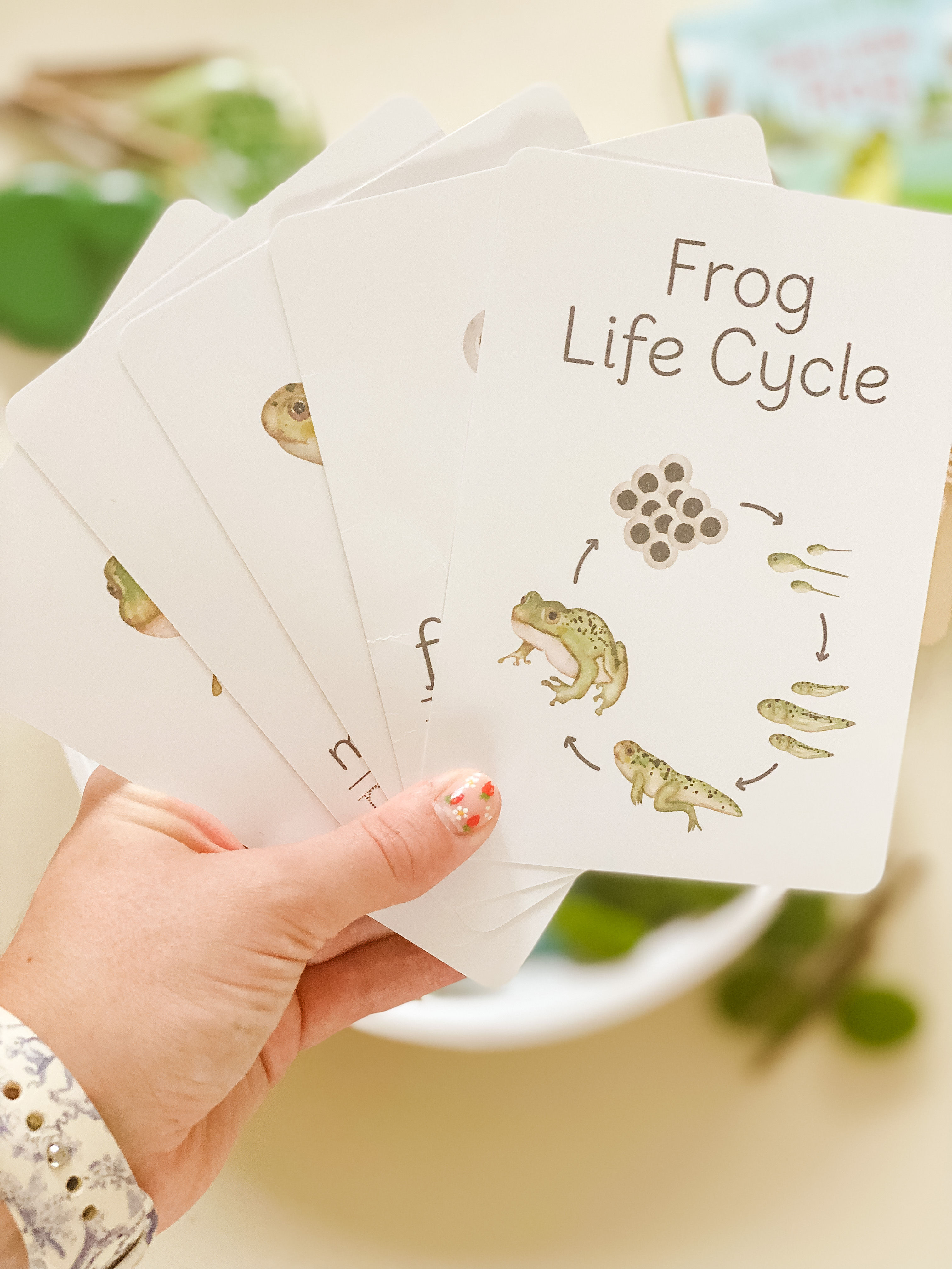 Frog Life Cycle Flashcards