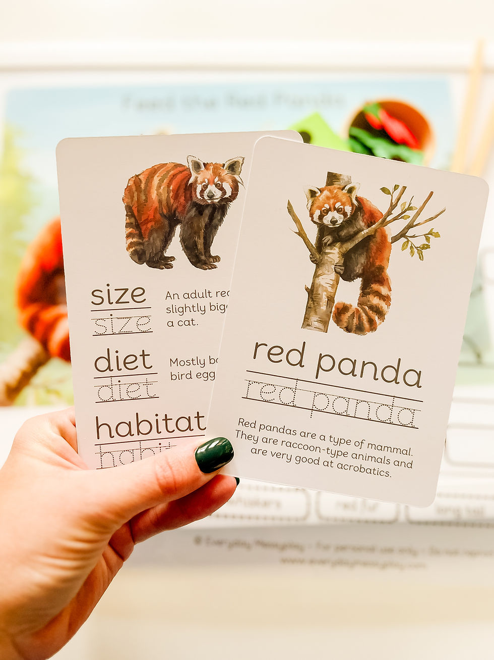 Thumbnail: Red Panda Learning Kit