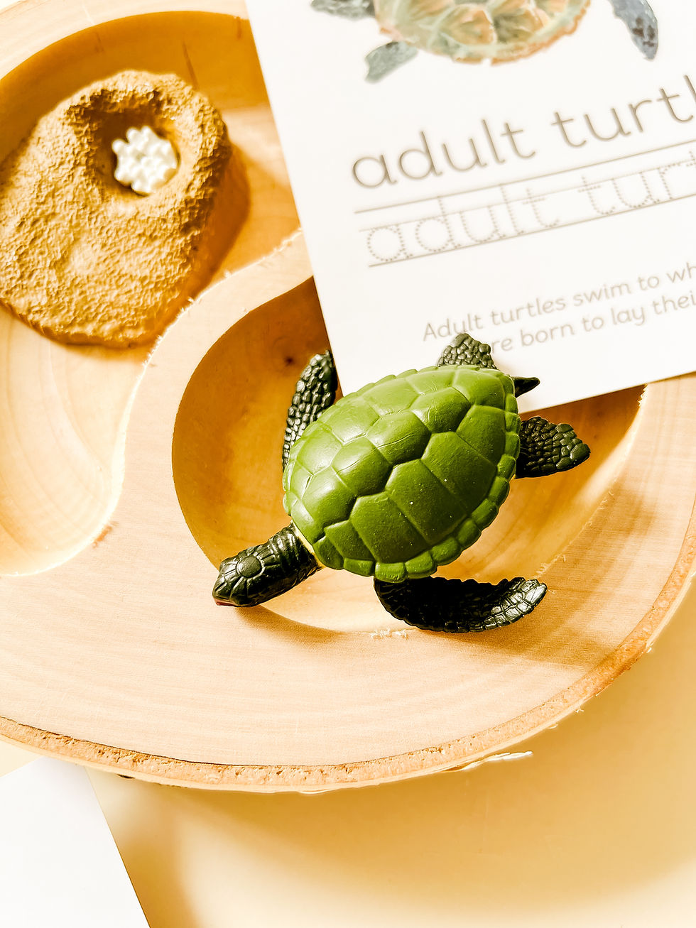 Thumbnail: Turtle Life Cycle Flashcards