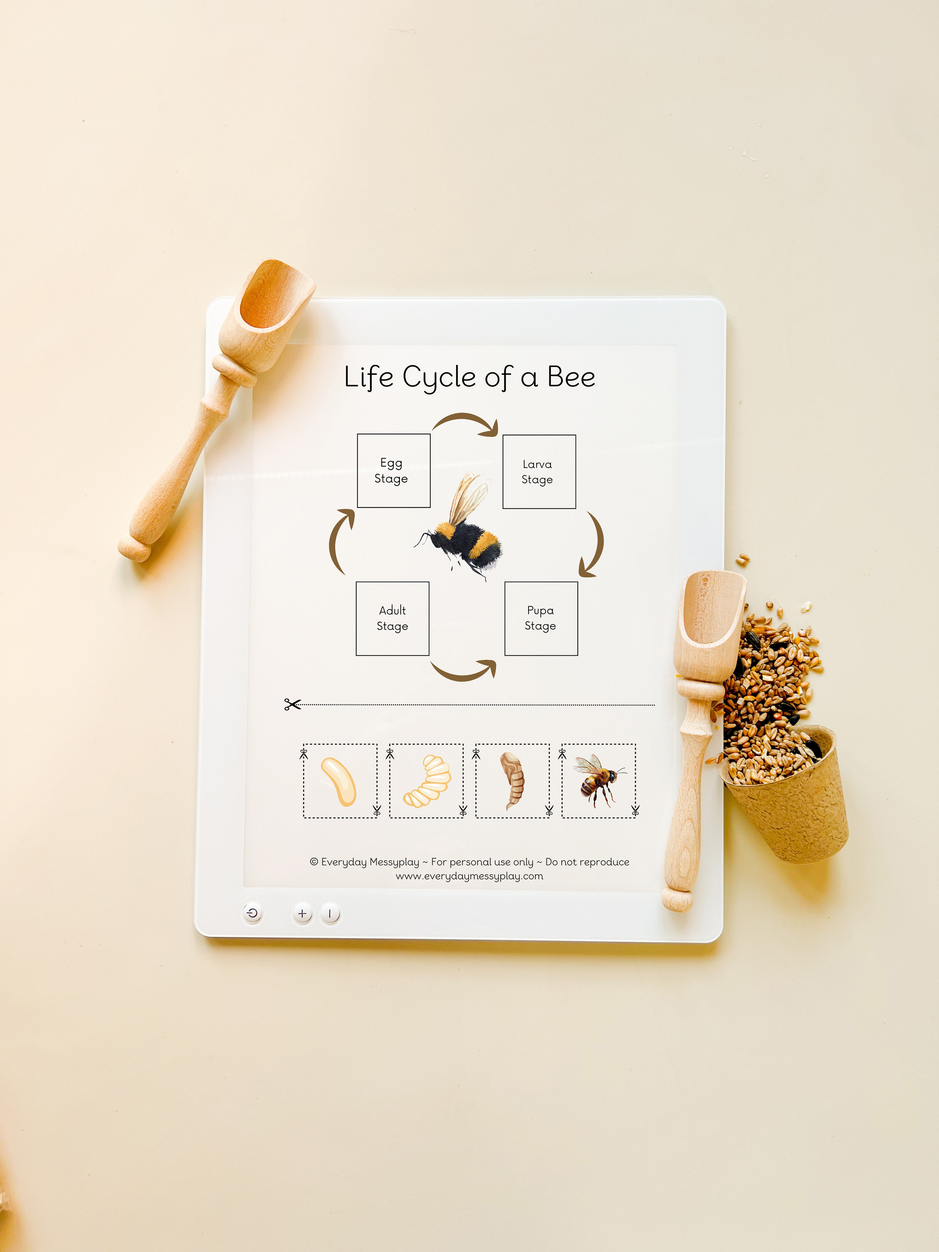 Life Cycle of a Bee - Light Box Sheet