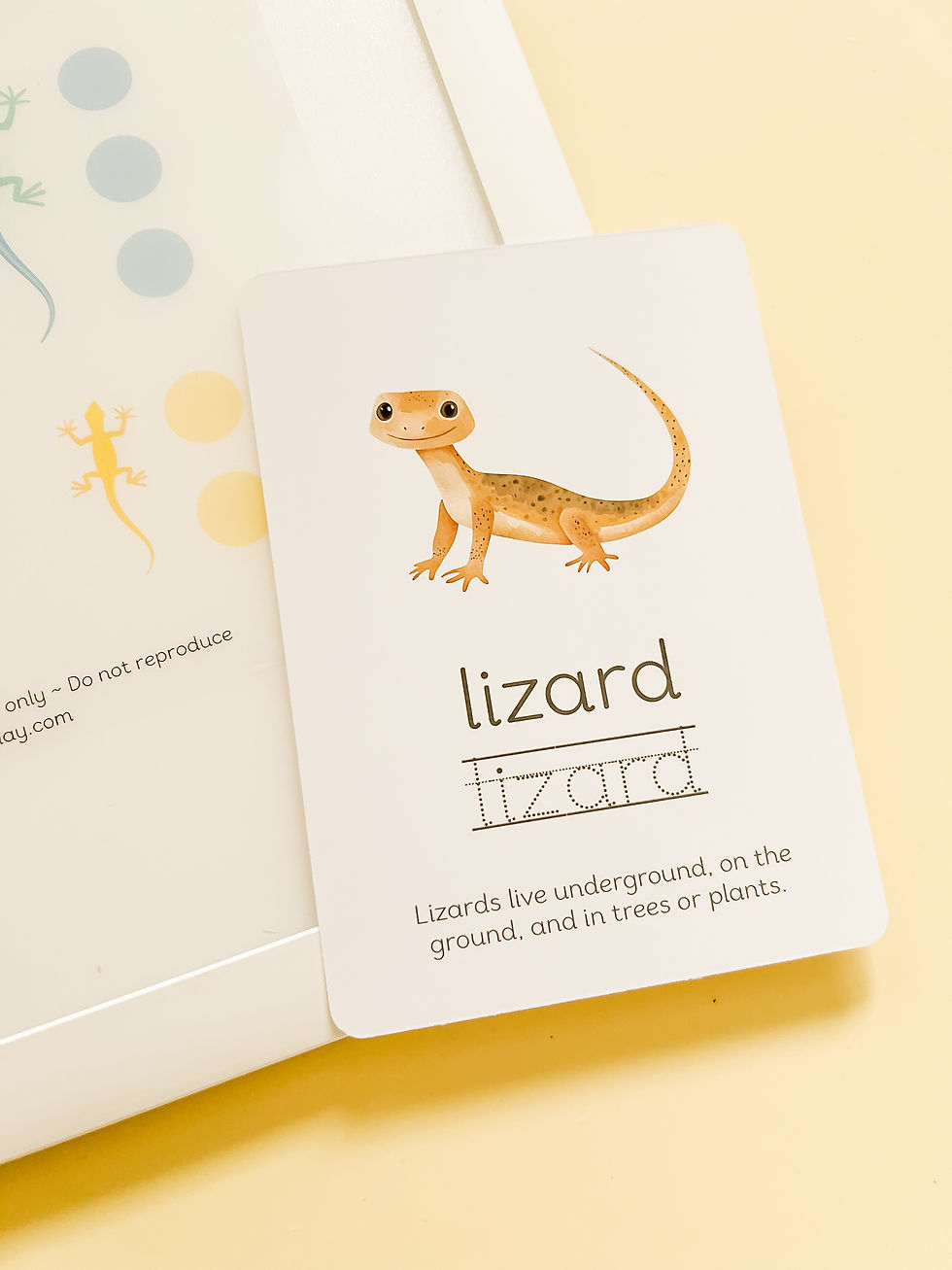Thumbnail: Fiver Friday Longest Lizard Light Box Kit