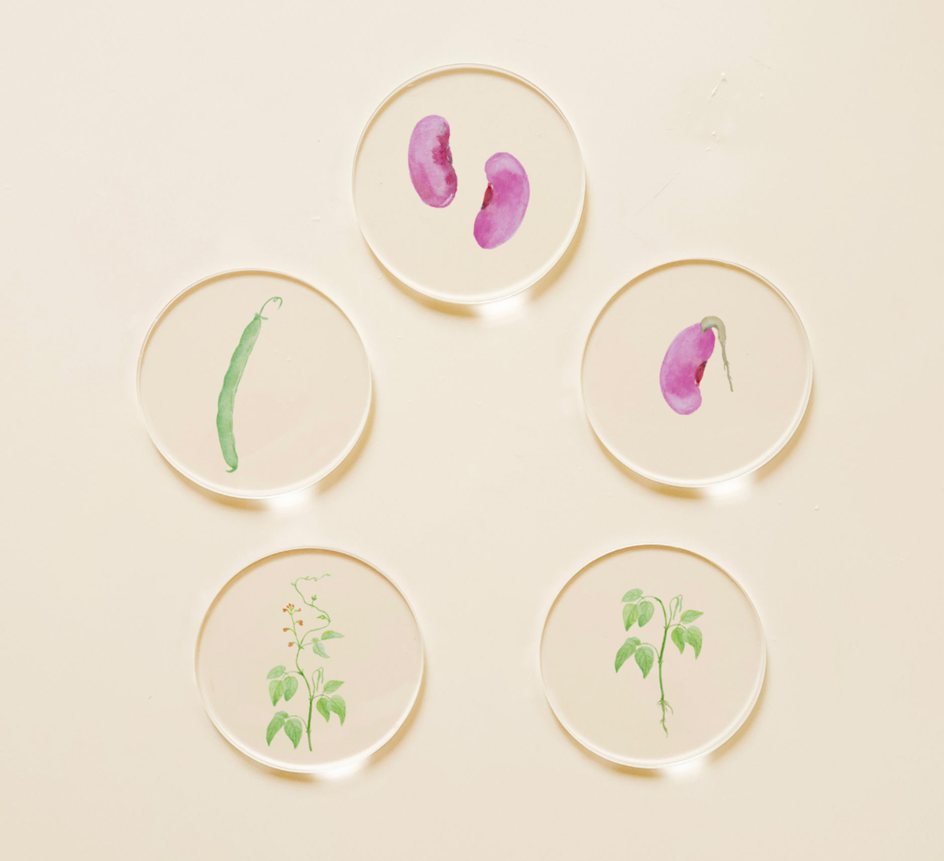 Runner Bean Life Cycle - Set of 5 Discs