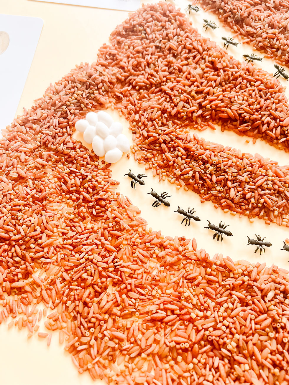 Thumbnail: Build an Ant's Nest Learning Kit