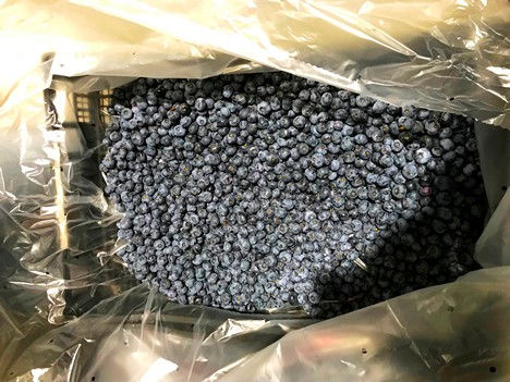 A solution to protect blueberries.