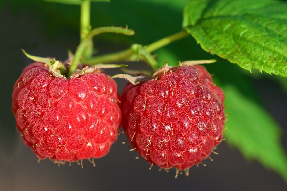 Despite appearances, the situation is not ideal for Serbia’s raspberries