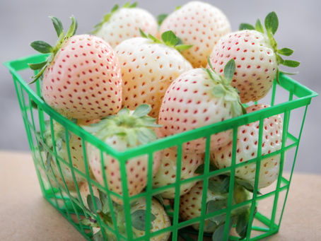 White strawberry: new varieties.