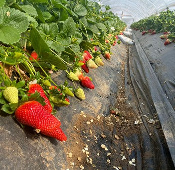 Two varieties of strawberries give the advantage to an Italian producer.