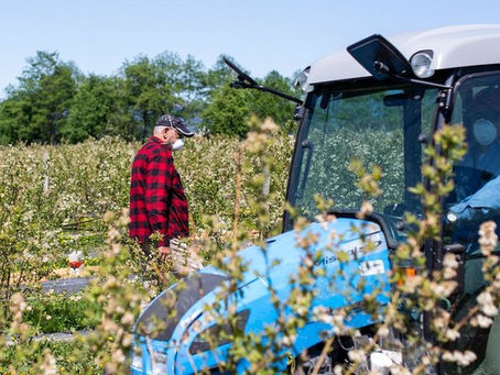 Lower blueberry volumes for British Columbia