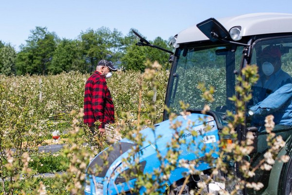 Blueberry crop at Westberry Farms in Abbotsford, B.C. Credit https://gobluebc.ca/