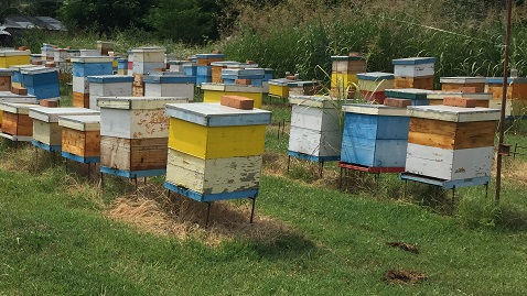Hives in Romania