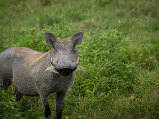 The elusive warthog poses briefly