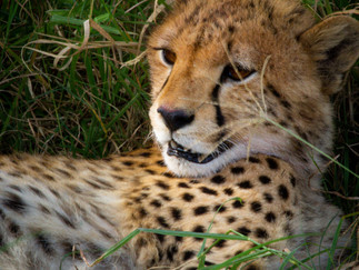 A baby cheetah awakes from a nap