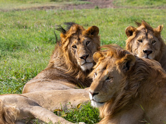 Lions lay in the sun