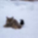 Animals of the Wasatch Back
