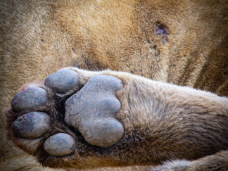 The king of the savanah’s paw