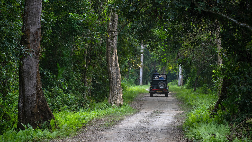 How to book a Kaziranga jeep safari