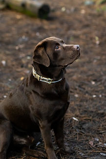 Pet Portraits | Dog Photos