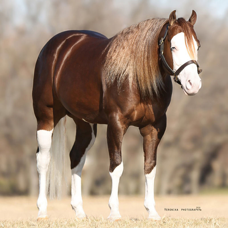 Thumbnail: Inferno Sixty Six Breeding Booking Fee