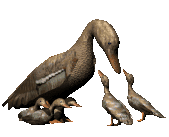 graphics-farm-439164