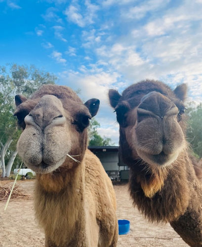 close up animal encounter