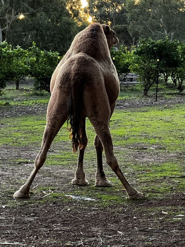 Camel Yoga