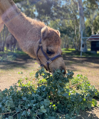 enjoy meeting camels in the swan valley