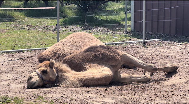Camel yoga, Yoga with animals, animal Zen, Camel Zen