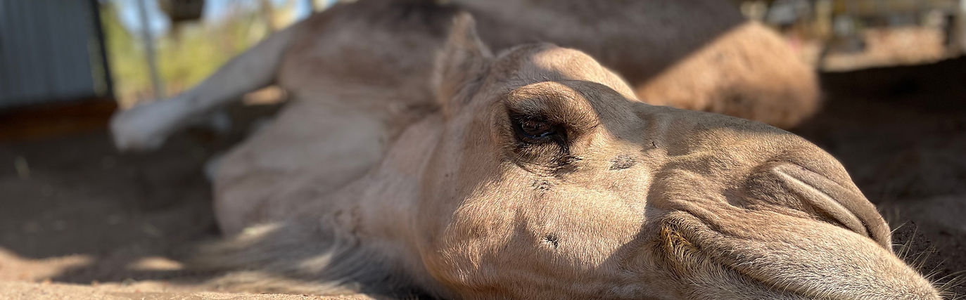 unique experiences, swan valley